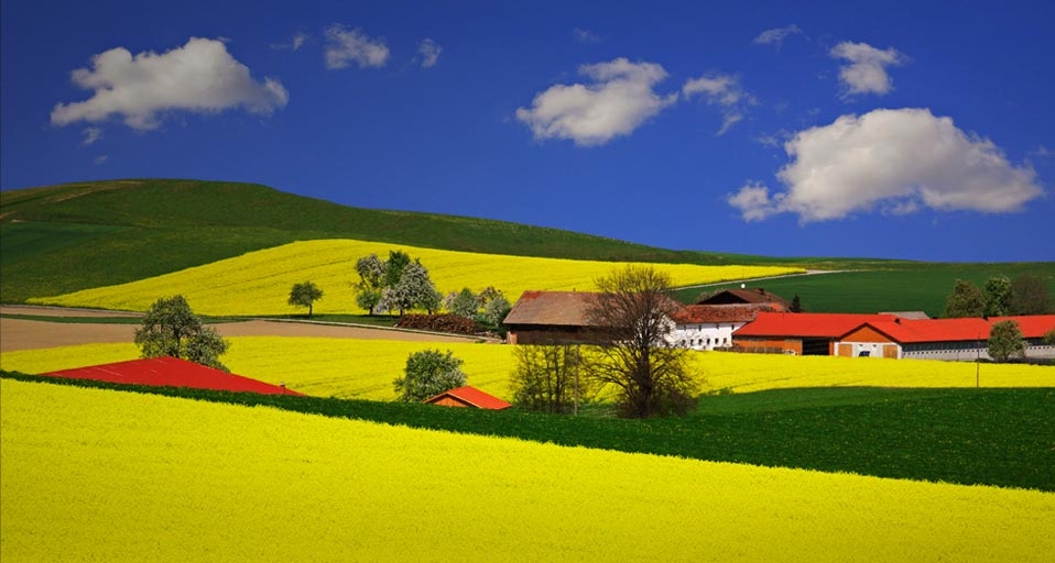 澳大利亚的油菜花田 -- Walter Geiersperger/Corbis &copy; (Bing China)