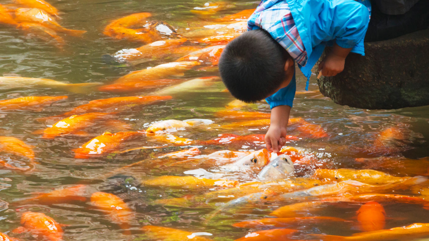 上海豫园，小男孩在逗弄鱼群 (© Keren Su/Corbis)(Bing China)