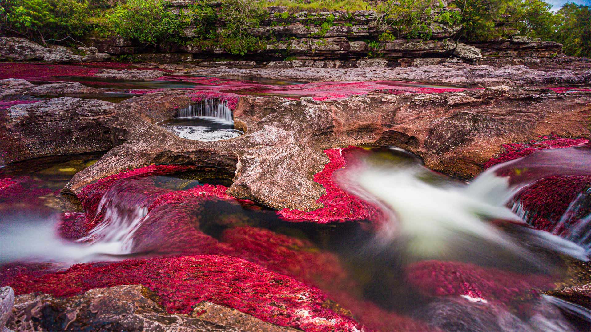 马卡雷纳山脉中的卡诺克里斯塔尔斯河，哥伦比亚 (© Jorge Iván Vásquez Cuartas/Getty Images)(Bing China)