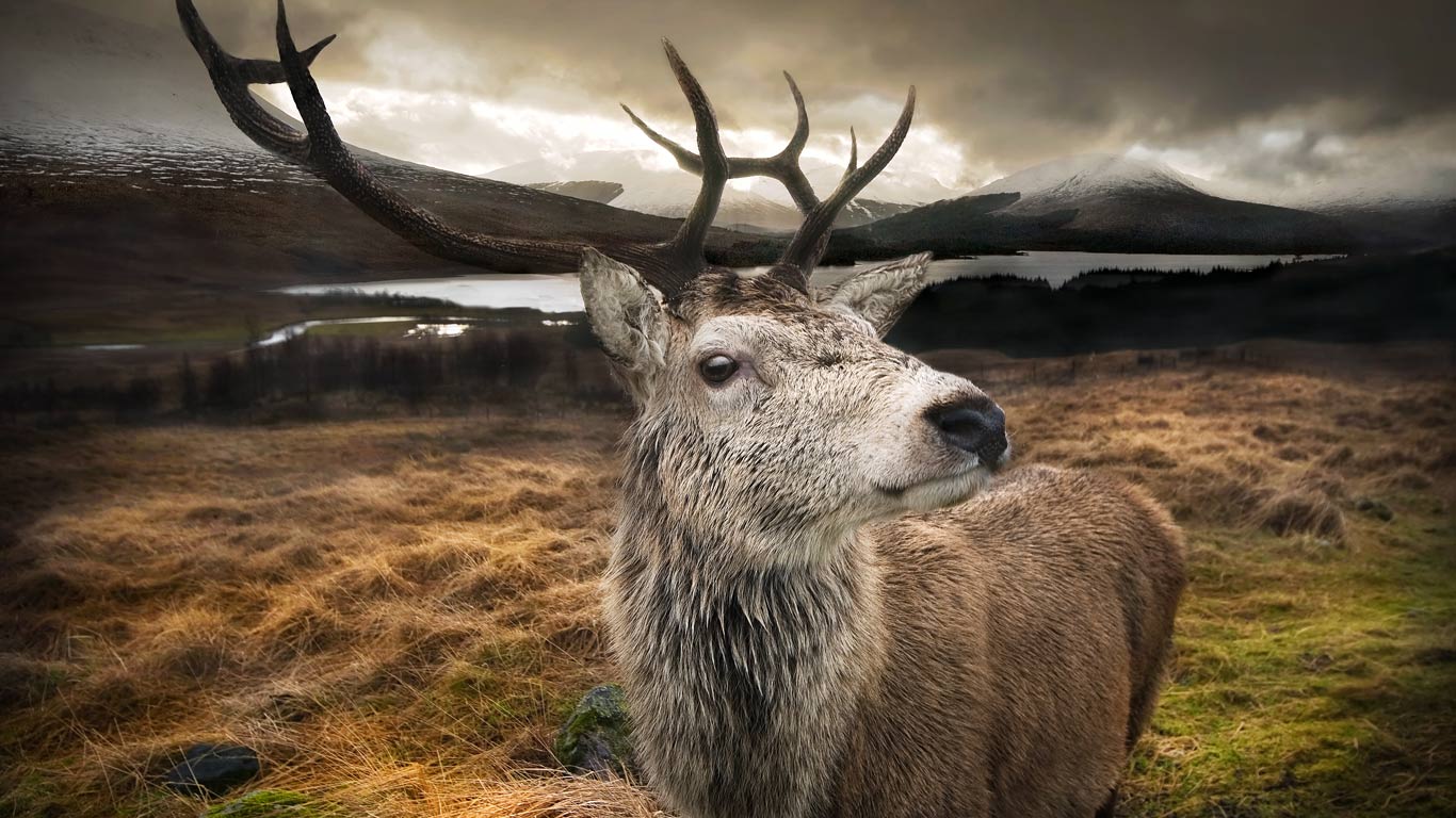 Close-up of a red stag in the Scottish Highlands (© gmsphotography/Getty Images)(Bing New Zealand)