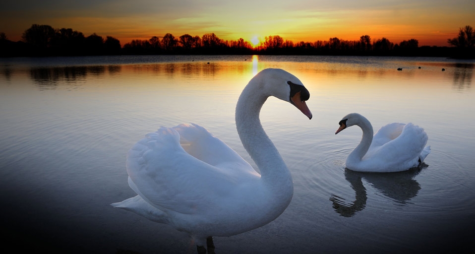 夕阳下的天鹅 -- Michael Breuer/age fotostock/Photolibrary &copy; (Bing China)