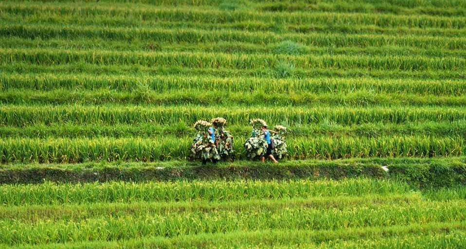 桂林龙脊梯田 (© Yoshinori Kuwahara/Flickr/Getty Images) &copy; (Bing China)