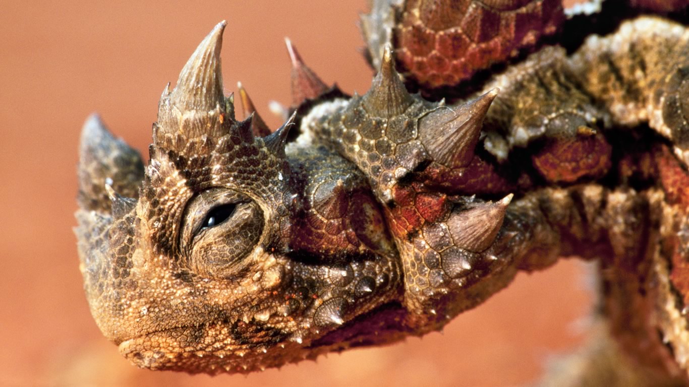 Thorny dragon in the Central Desert, Northern Territory (© Frans Lanting/Mint Images/Getty Images)(Bing Australia)