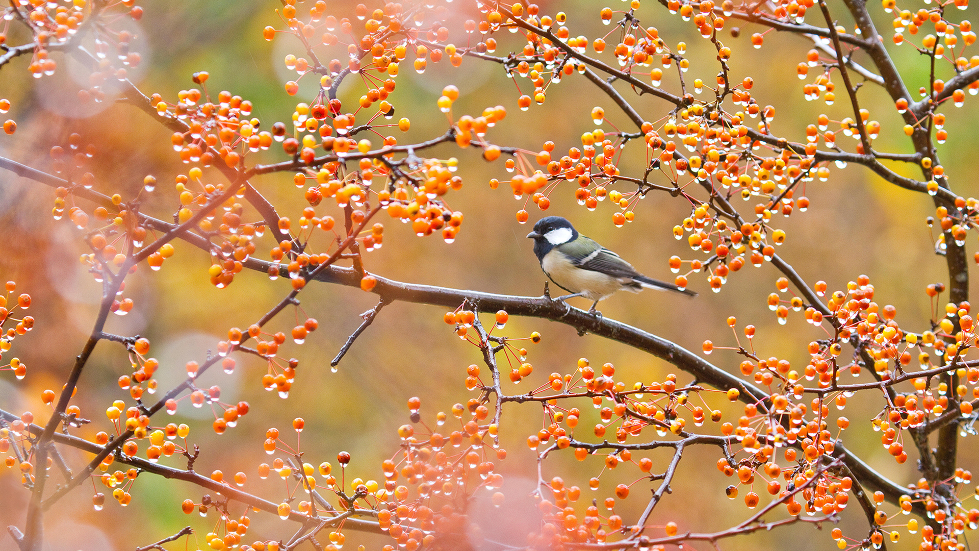 赤い実をついばむシジュウカラ (© Aflo Co., Ltd./Alamy Stock Photo)(Bing Japan)
