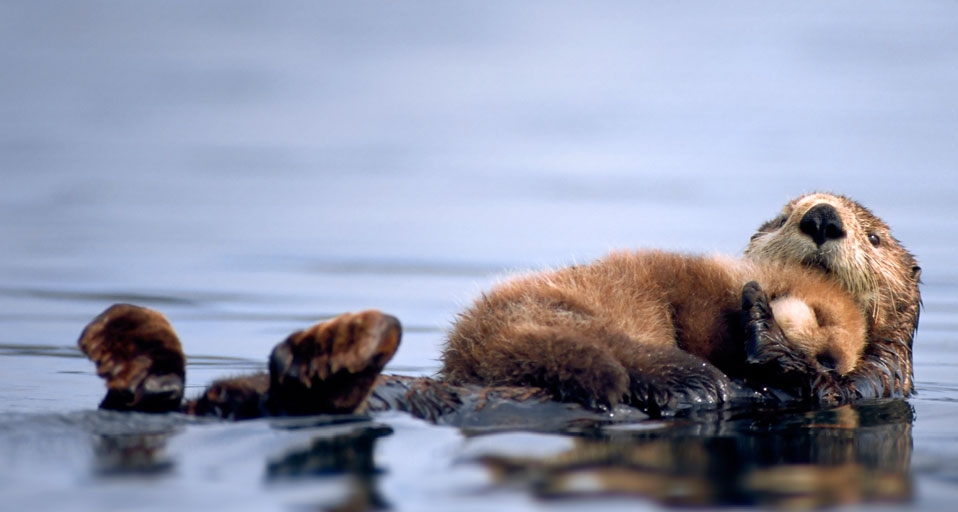 母亲节，爱要如何表达？小水獭依偎在妈妈的怀抱里 -- Steven Kazlowski/Corbis &copy; (Bing China)