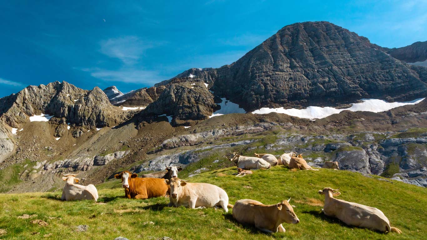 Trouveau de vaches au col des Tentes, Hautes-Pyrénées, Occitanie (© Guichaoua/Alamy)(Bing France)
