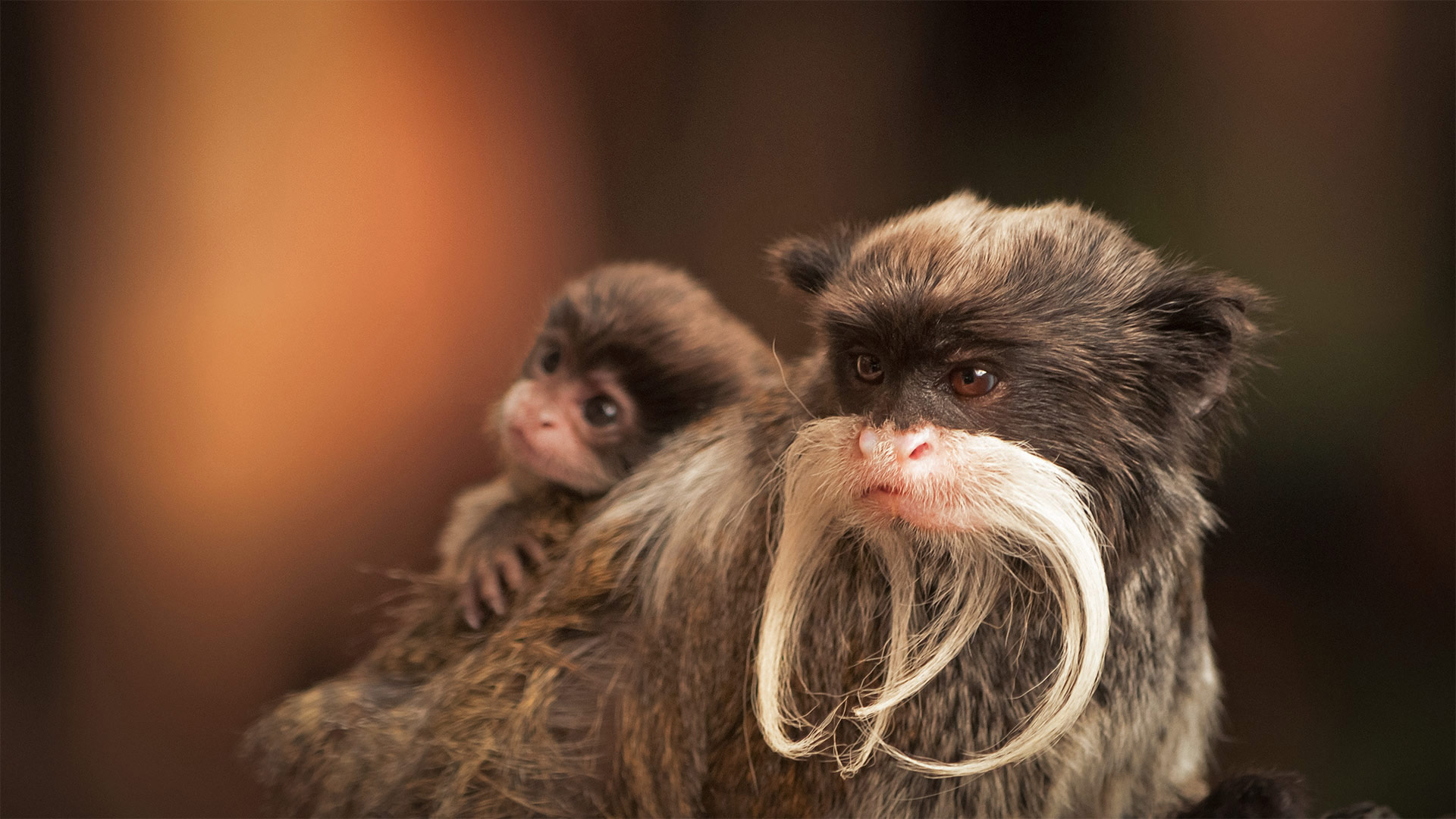 一只带着幼崽的长胡子皇狨猴 (© Chris White/iStock/Getty Images Plus)(Bing China)