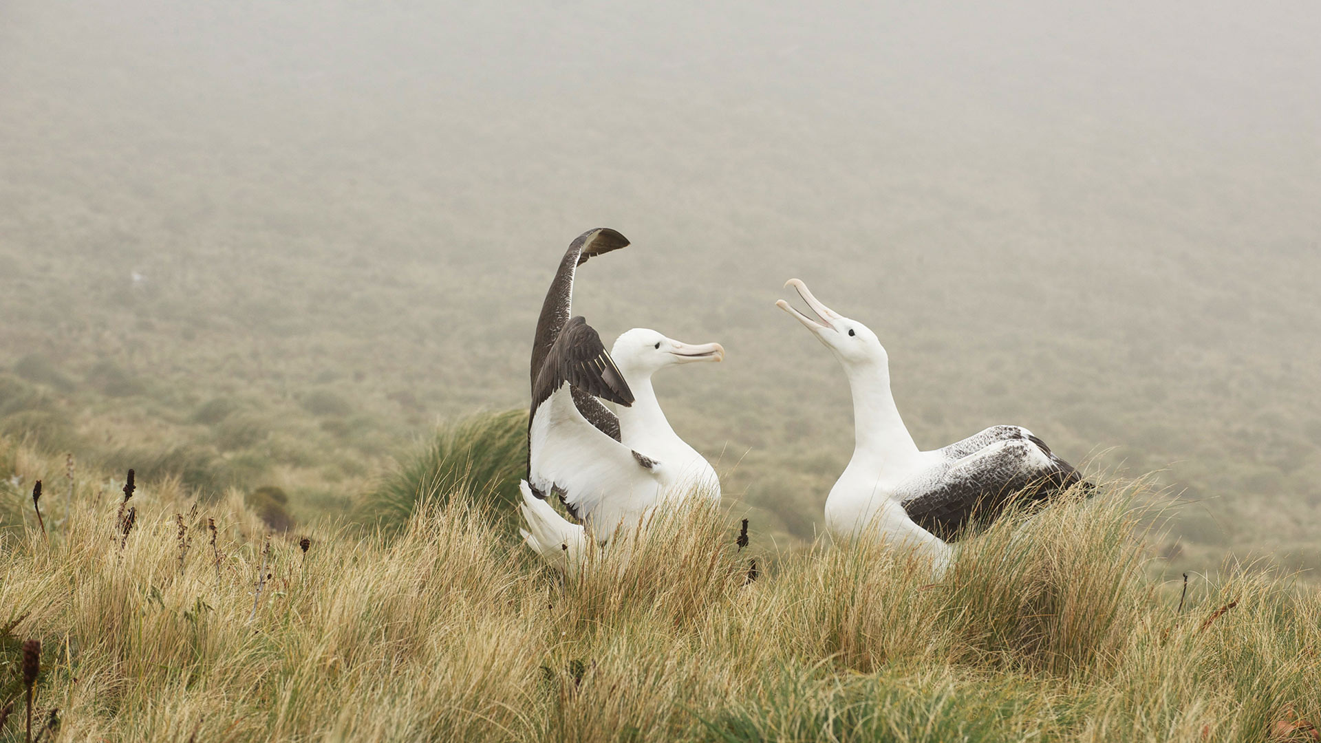 Couple d’albatros royal jouant sur l’île Campbell, Nouvelle-Zélande (© Mike Potts/Minden)(Bing France)