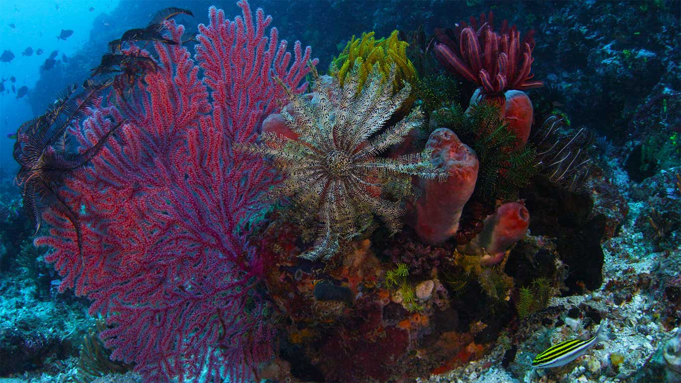 印度尼西亚科莫多国家公园，柳珊瑚、海百合与海绵 (© Mammoth HD)(Bing China)
