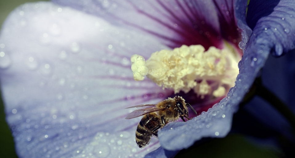 秋的踪迹：木芙蓉花瓣上的秋露 -- Christof Wermter/Premium/age fotostock &copy; (Bing China)