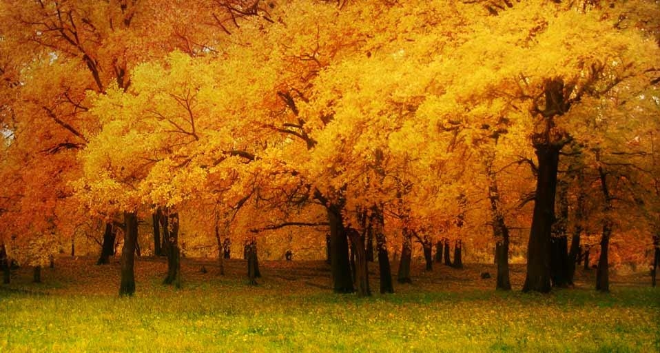 俄罗斯萨马拉，伏尔加河畔的森林 (© Olga Groza/Getty Images) &copy; (Bing China)