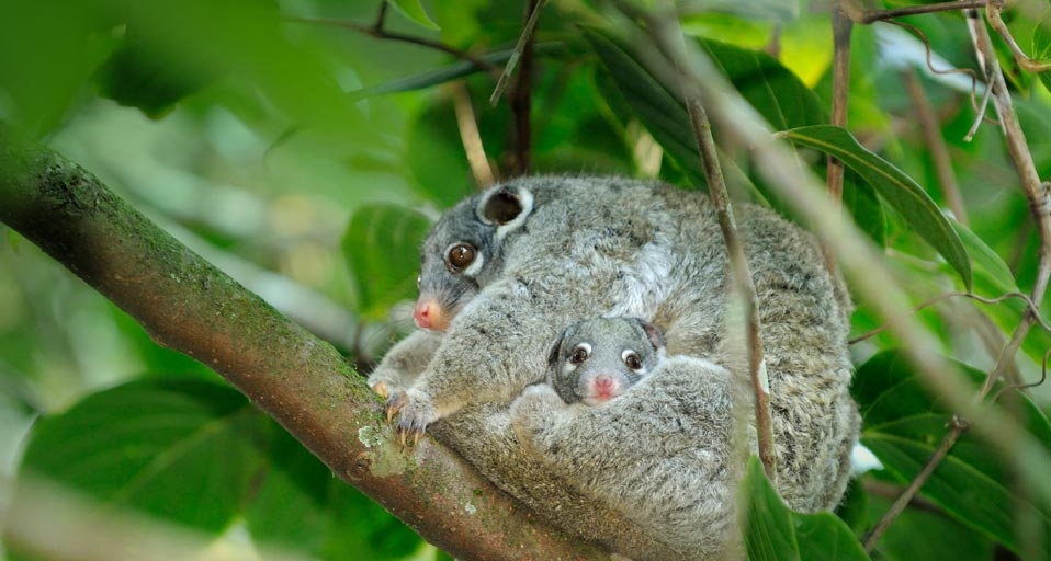 Female green ringtail possum with a joey in her pouch, Queensland, Australia (© Dave Watts/Visuals Unlimited, Inc.) &copy; (Bing Canada)