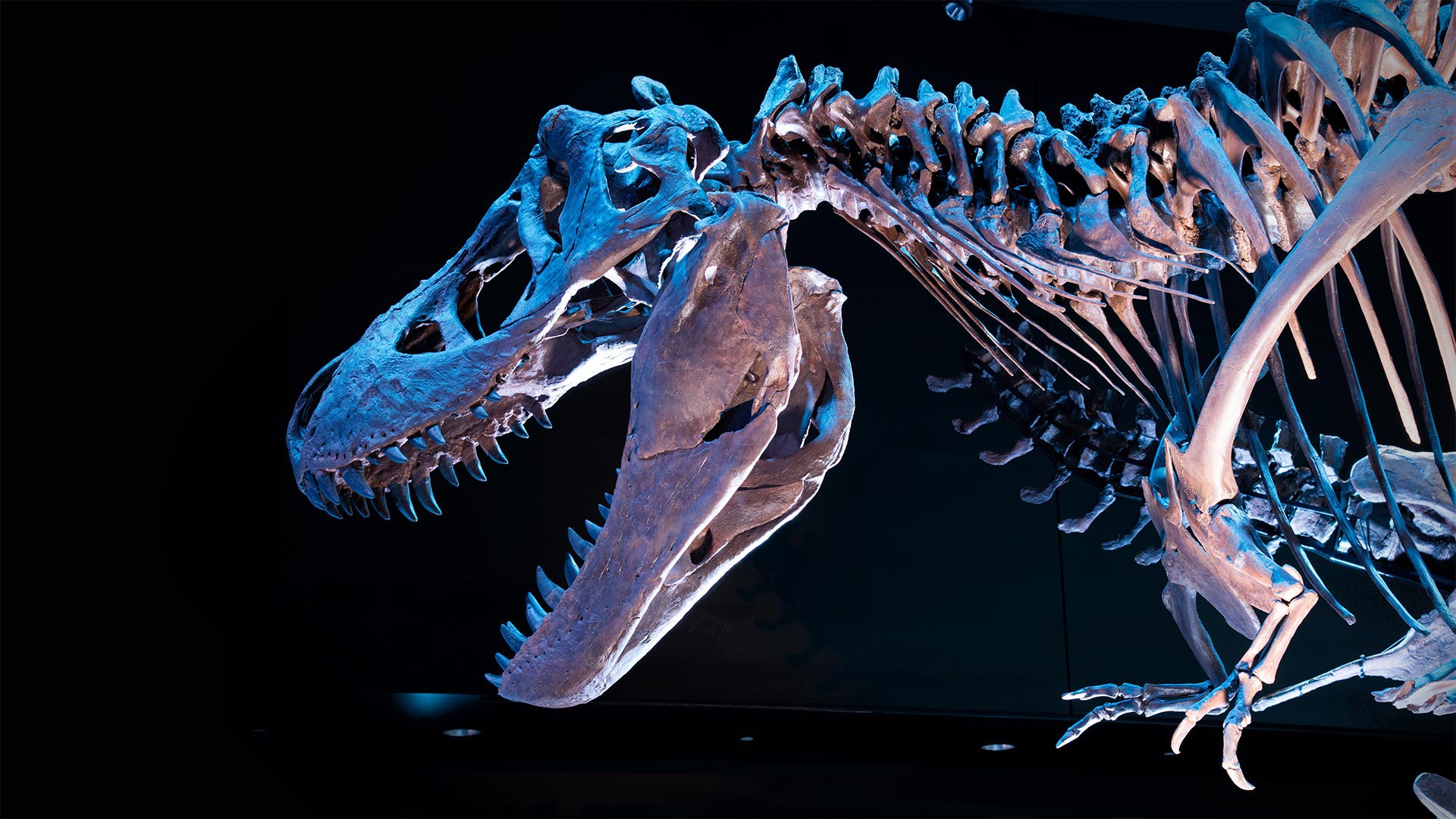 Fossil skeleton of Tyrannosaurus rex (© Corbin17/Alamy)(Bing Canada)