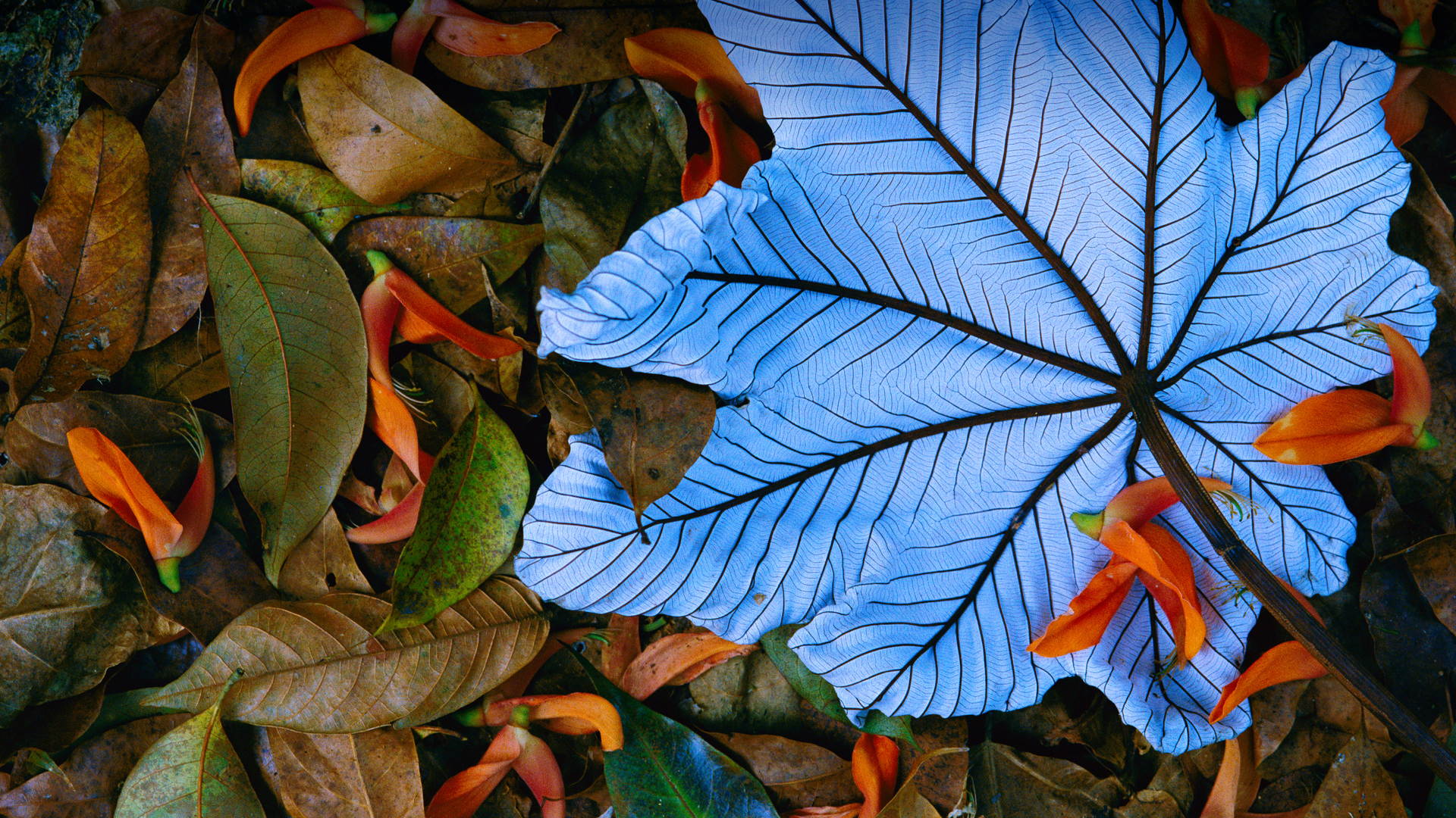 一片飘落在龙虾爪瓣上的号角树树叶，墨西哥 (© Gerry Ellis/Minden Pictures)(Bing China)