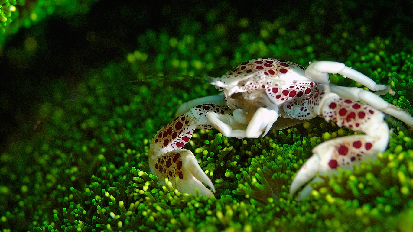 Porcelain crab (Neopetrolisthes maculatus) at the Great Barrier Reef, Australia (© Rodger Klein/WaterFrame/Getty Images)(Bing Australia)