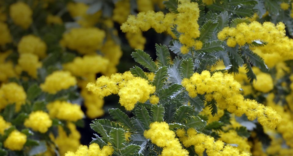 Bailey´s Wattle Acacia flowers -- teffen Hauser/age fotostock &copy; (Bing New Zealand)