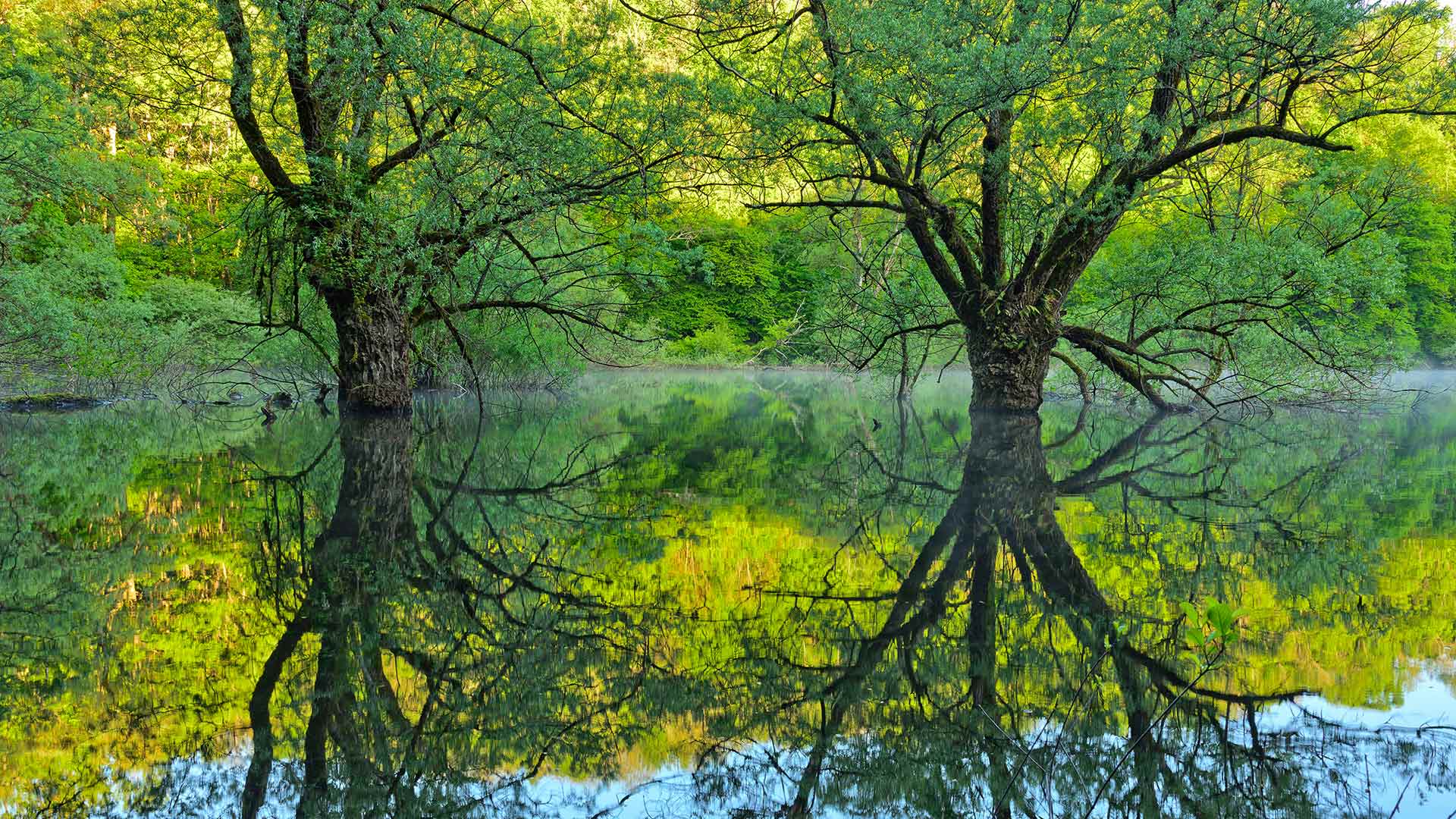 Saules se reflétant sur le lac de Bret dans le Bugey, région Auvergne-Rhône-Alpes (© Jean-Philippe Delobelle/Minden Pictures)(Bing France)