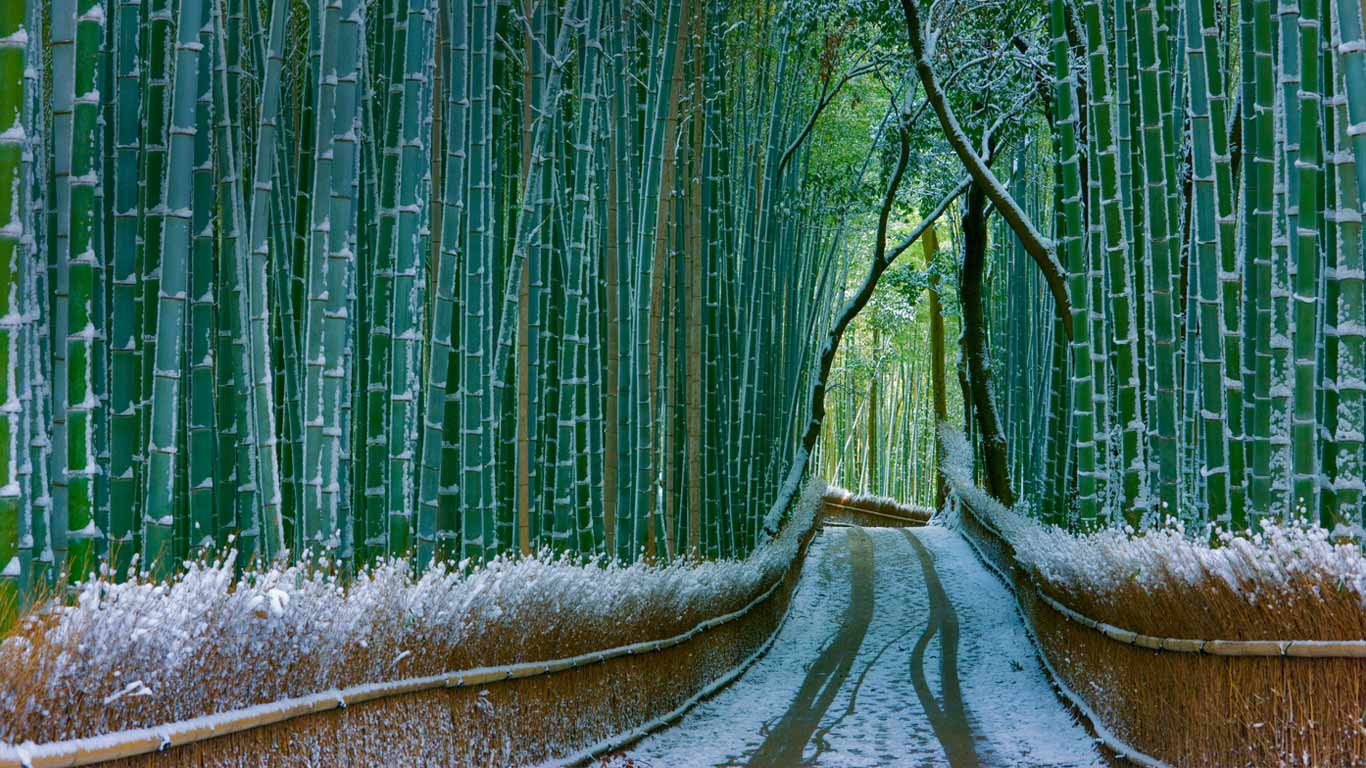 日本，京都，岚山，嵯峨野竹林 (© JTB Photo Communications, Inc./age fotostock)(Bing China)