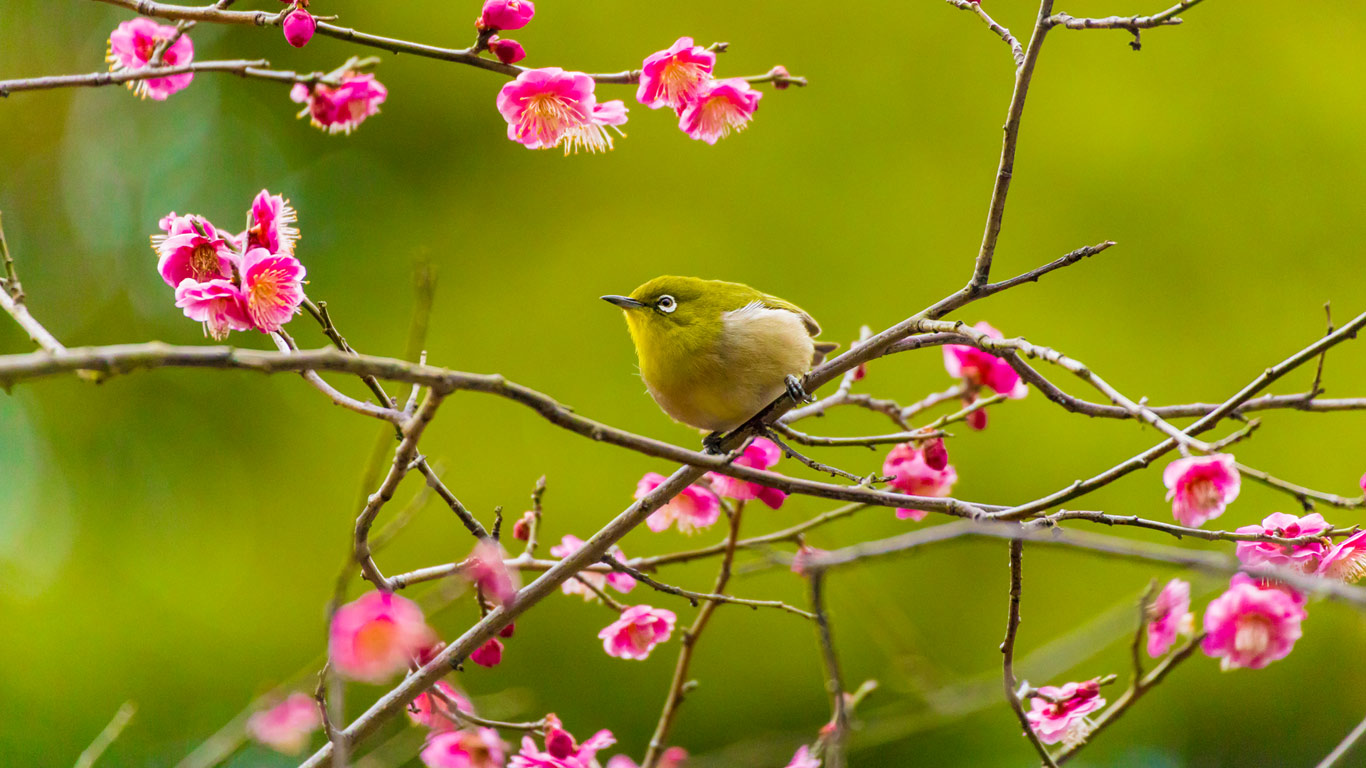 ｢梅とメジロ｣神奈川, 横浜  (© e185rpm/Adobe stock)(Bing Japan)