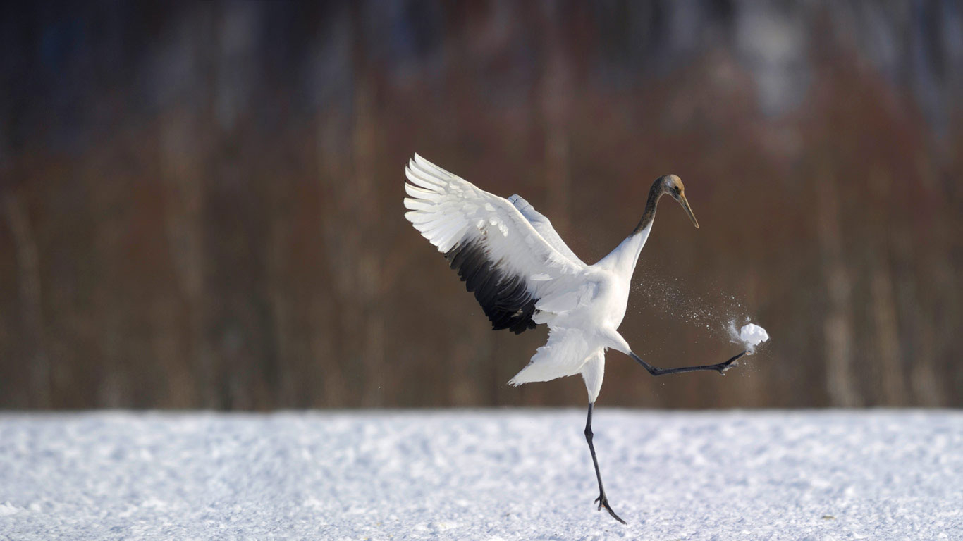 雪地里的一只丹顶鹤，日本北海道 (© Regis Cavignaux/Getty Images)(Bing China)