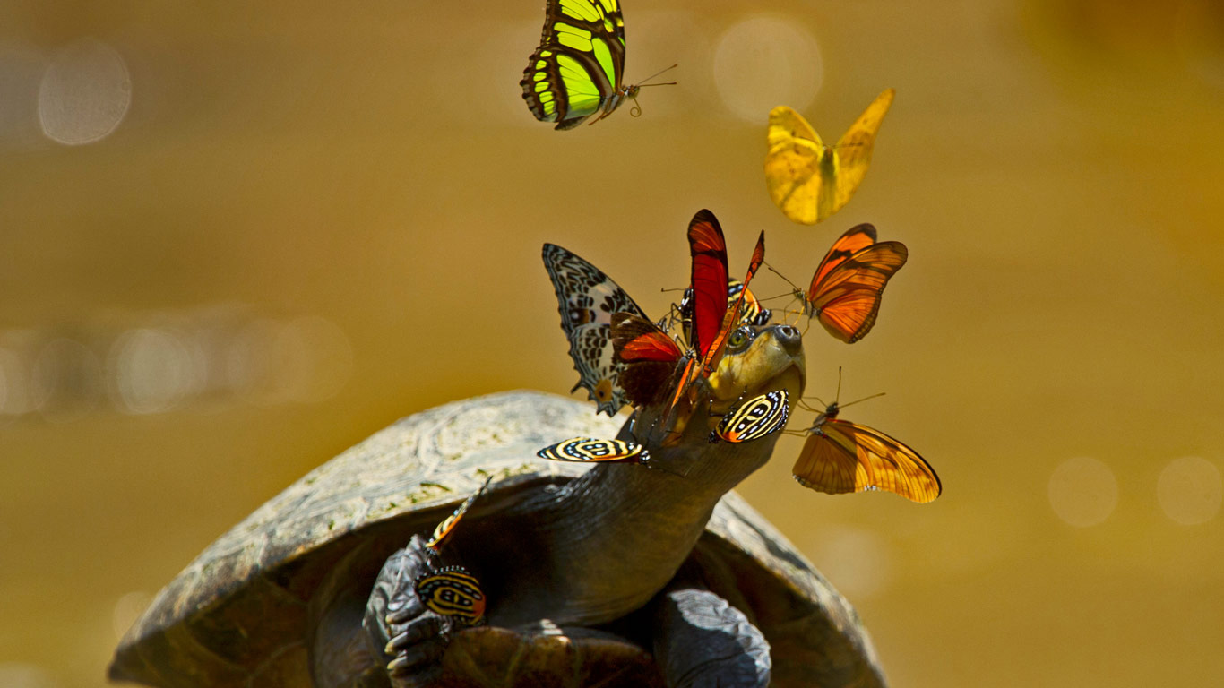 亚苏尼国家公园里的黄头侧颈龟，厄瓜多尔 (© Pete Oxford/Minden Pictures)(Bing China)