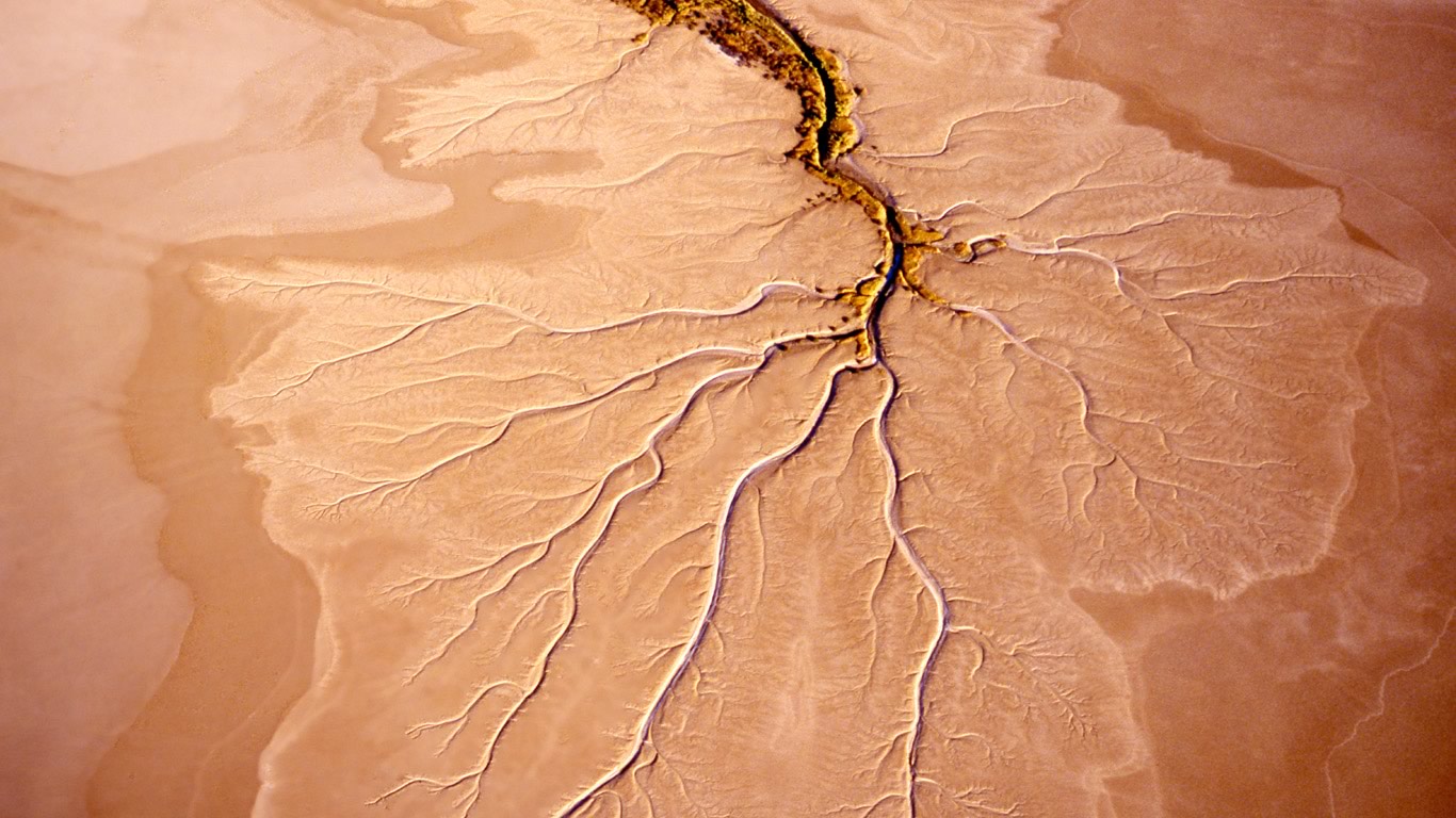 Root structure in a mudflat near Norman River in Queensland, Australia (© Robin Smith/Getty Images)(Bing Canada)