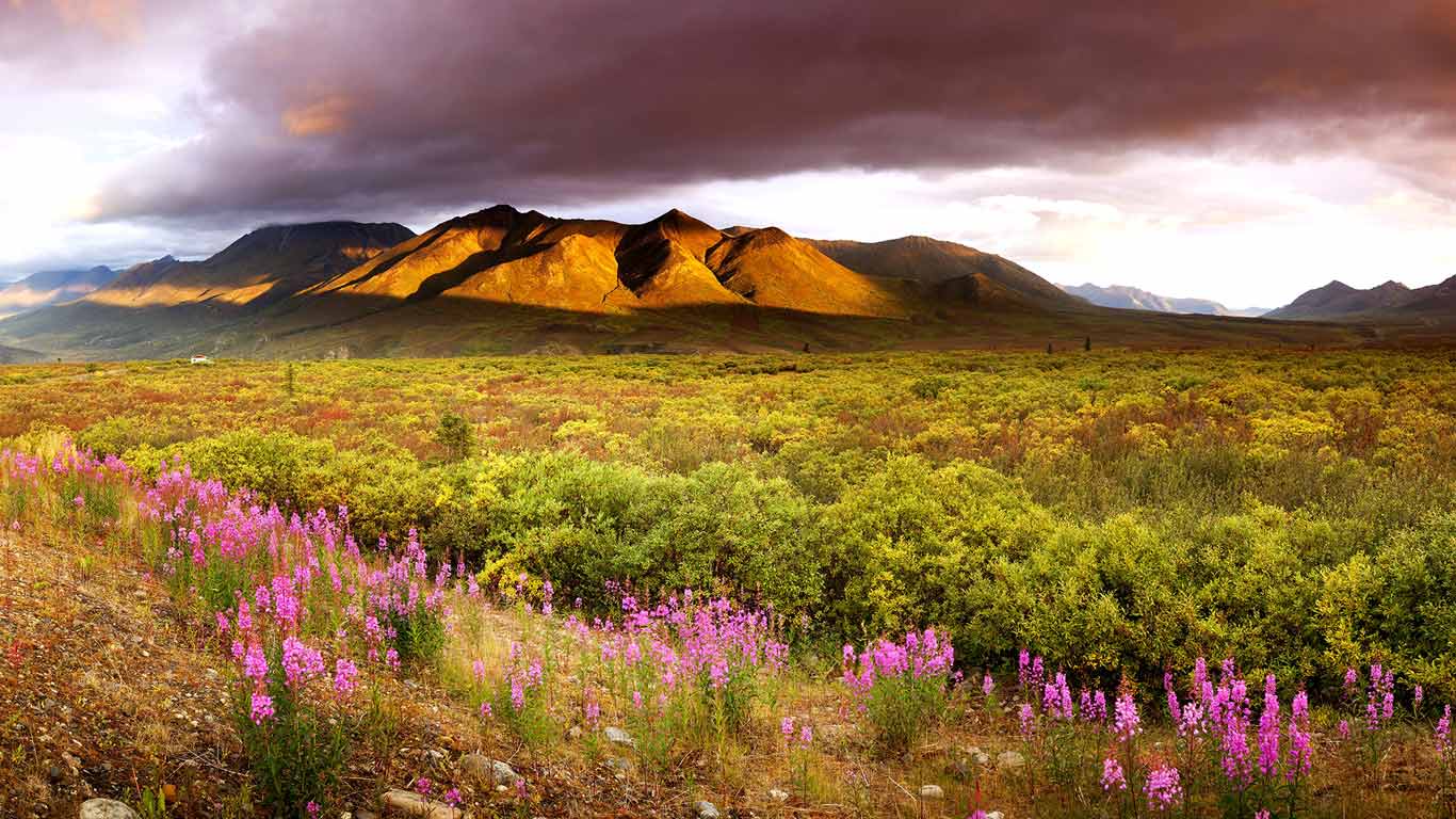 Dawn, fireweed and the Cloudy Range in the Ogilvie Mountains in late summer in Tombstone Territorial Park, Yukon, Canada (© Ron Erwin/All Canada Photos/Corbis)(Bing Canada)