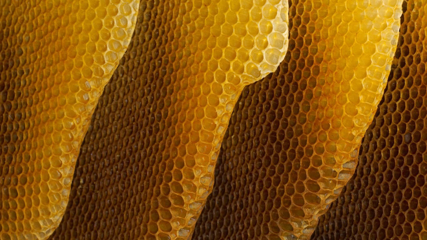 蜂巢 (© Heidi and Hans-Juergen Koch/Minden Pictures)(Bing China)