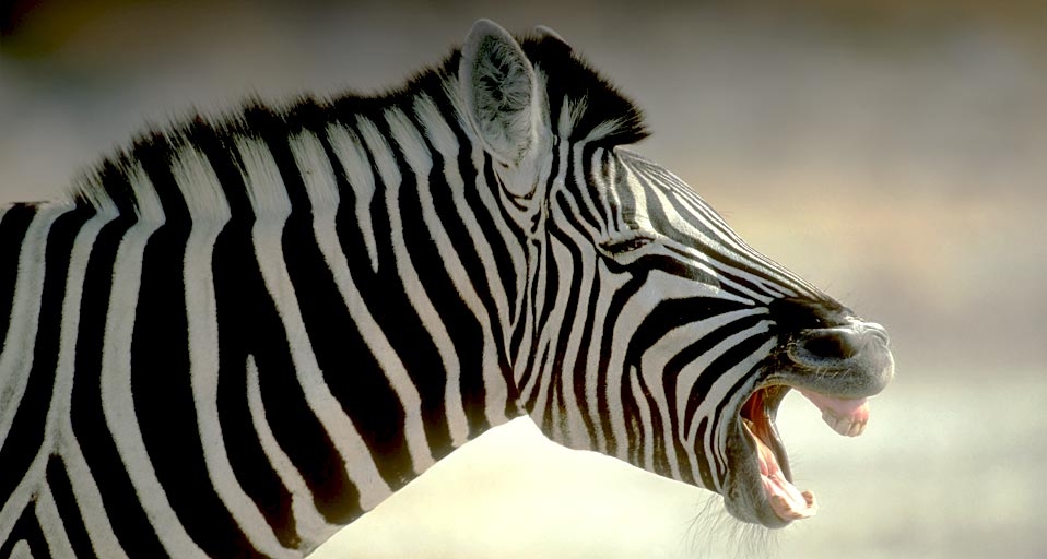 Yawning zebra Zimbabwe, Africa -- Berndt Fischer/Photolibrary &copy; (Bing Canada)
