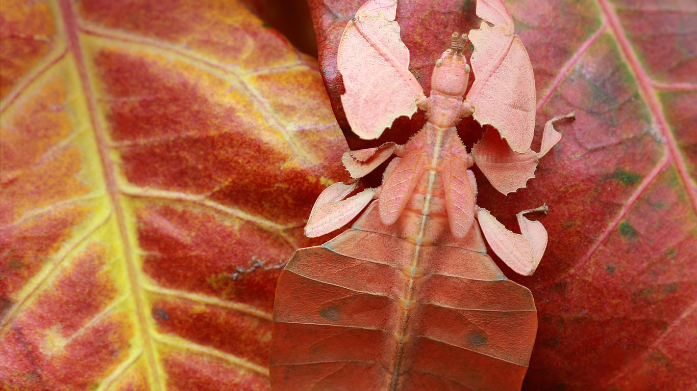 Leaf insect, Indonesia (© kuritafsheen/RooM/Getty Images)(Bing Canada)
