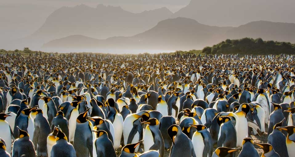 南乔治亚岛的王企鹅群  (© Frans Lanting/Corbis) &copy; (Bing China)
