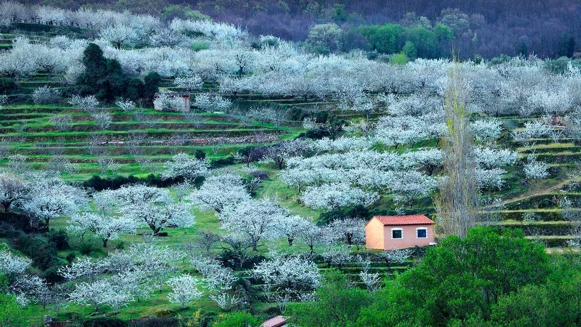 Blooming cherry trees in Jerte Valley, Cáceres, Spain  (© Westend61/Getty Images)(Bing Canada)