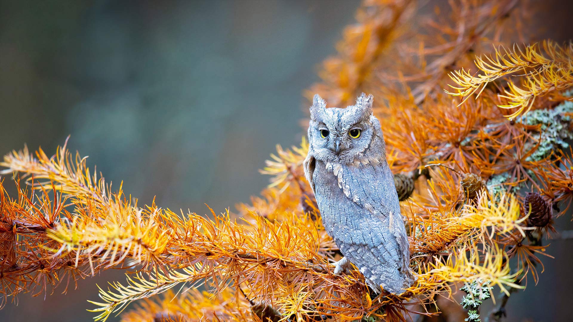波西米亚瑞士国家公园里的红角鸮，捷克共和国 (© Milan Zygmunt/Alamy)(Bing China)