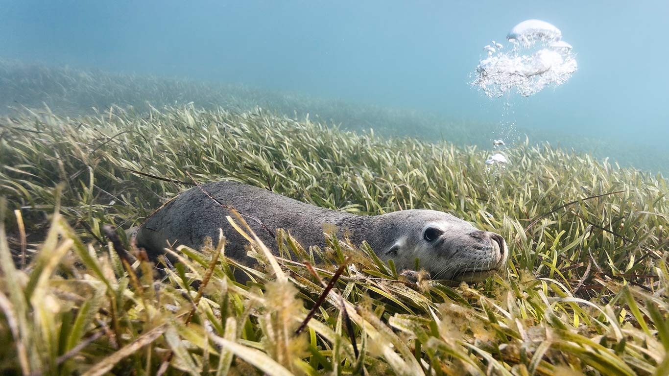Australian sea lion (Neophoca cinerea) lying on a bed of sea grass in Carnac Island, Western Australia (© Tony Wu/Minden Pictures)(Bing Australia)