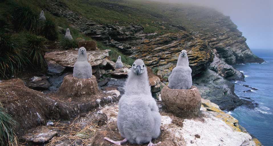 Kevin Schafer/Getty Images &copy; (Bing New Zealand)