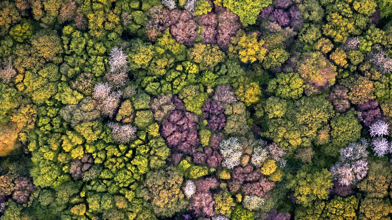 Vue aérienne d’une forêt tempérée décidue au printemps, Picardie (© Michel Bureau/Minden Pictures)(Bing France)