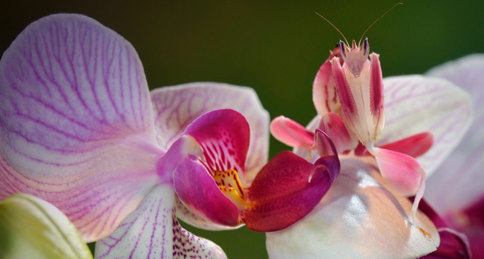 兰花和螳螂 -- Francesco Tomasinelli/Visuals Unlimited, Inc. &copy; (Bing China)