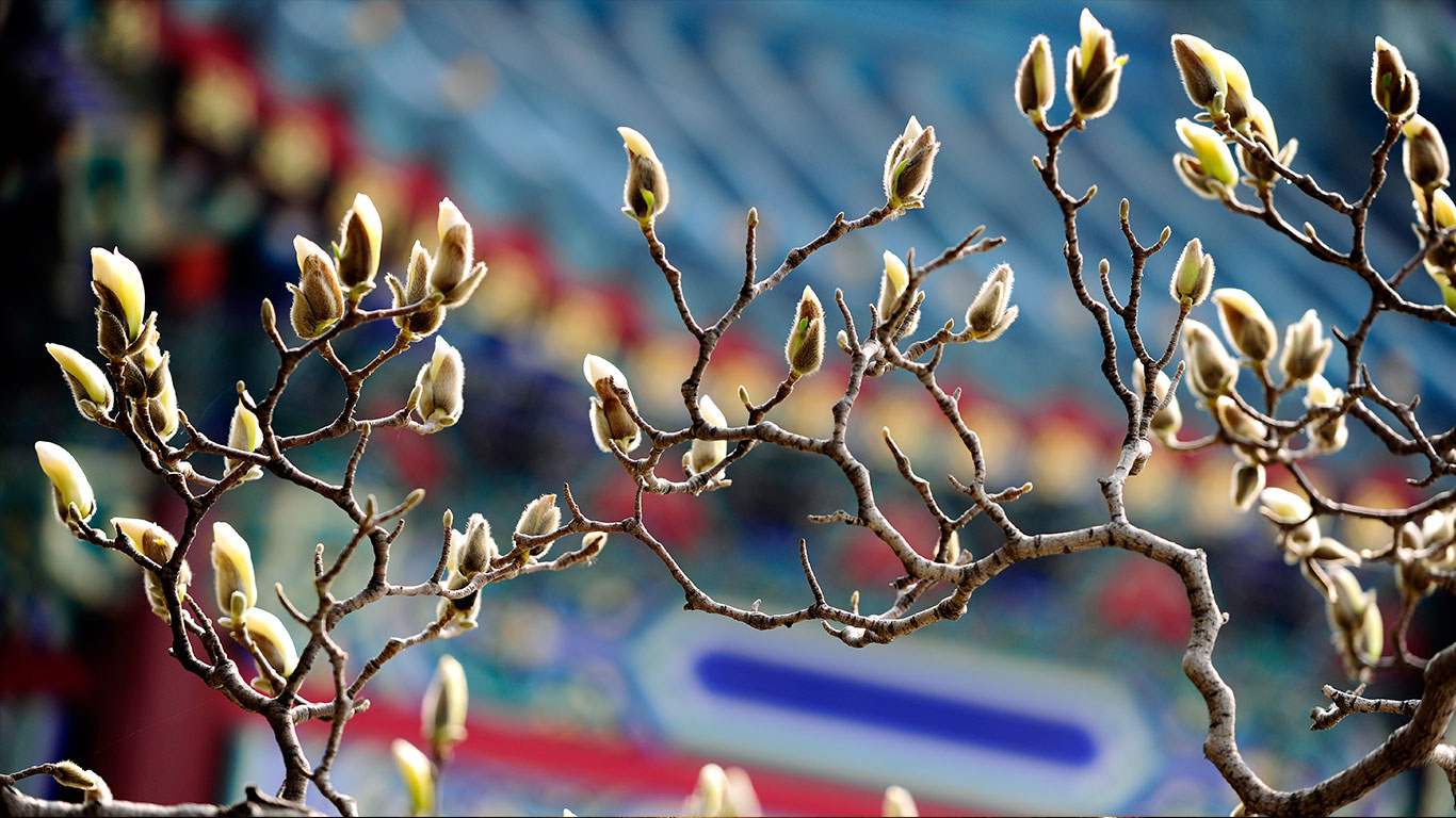 【今日春分】兰花 (© View Stock/Getty Images)(Bing China)