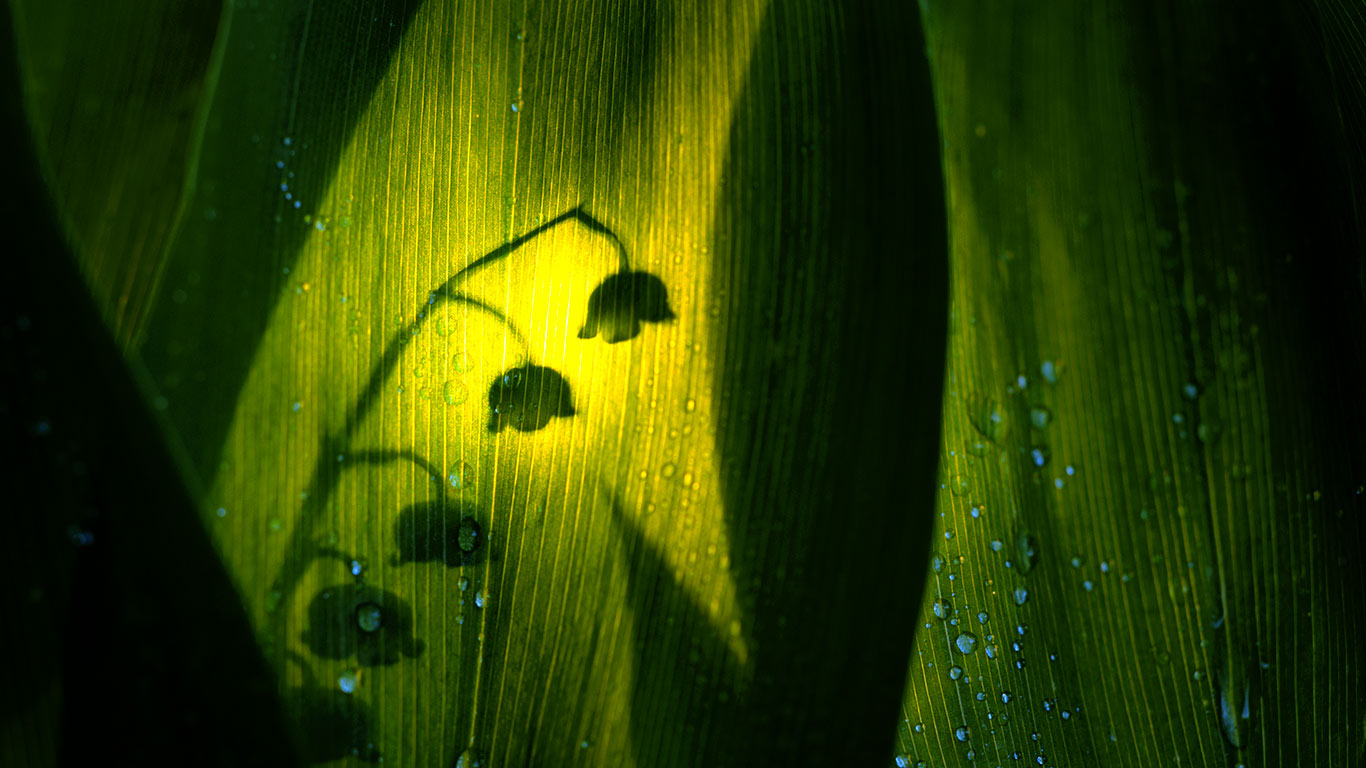 Ombre d’un brin de muguet (© Roine Magnusson/Getty Images)(Bing France)