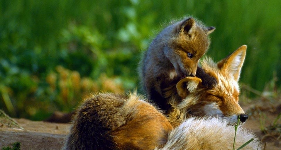 阿拉斯加州的红狐妈妈 (© Johnny Johnson/age fotostock) &copy; (Bing China)