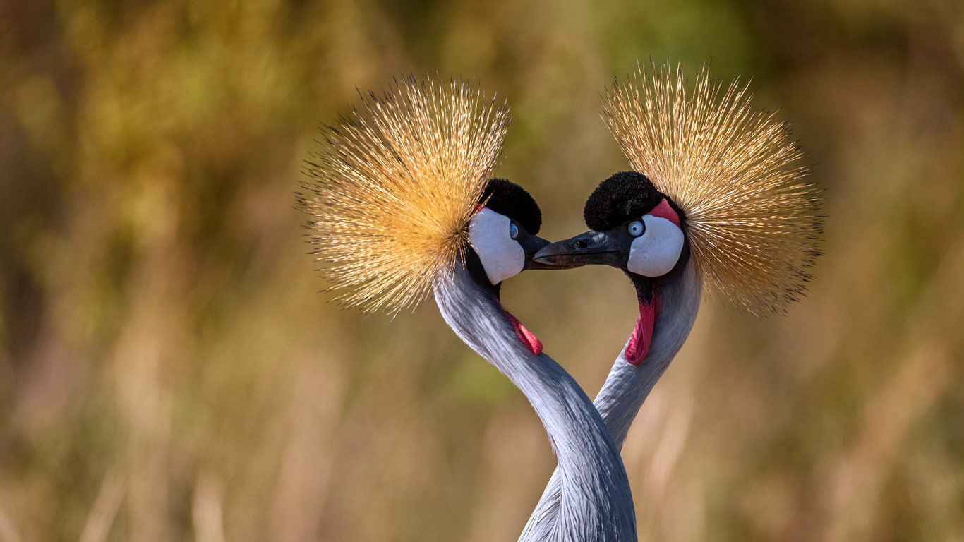 交颈组成心形的灰冠鹤 (© Ibrahim Suha Derbent/Getty Images)(Bing China)