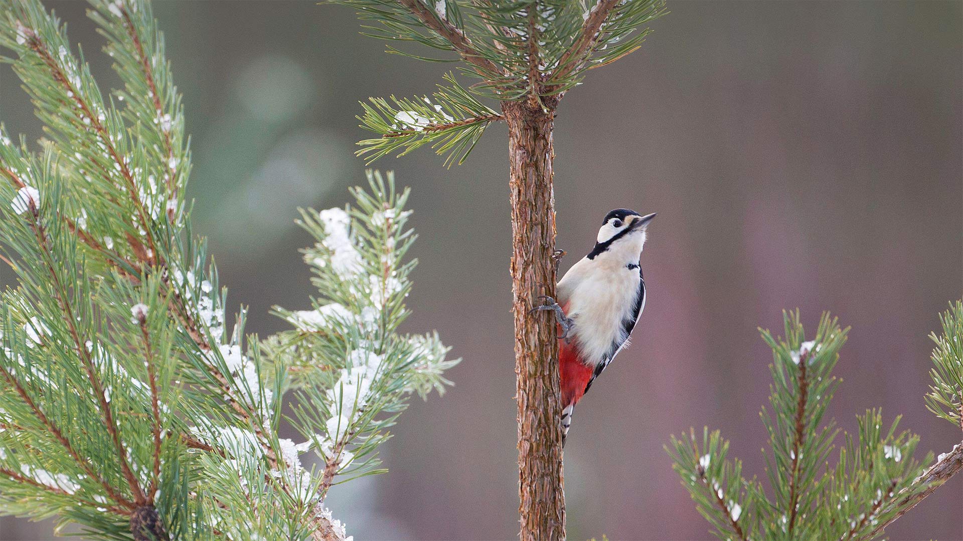 Great spotted woodpecker on Scots pine tree, Glenfeshie, Cairngorms National Park. (© Nature Picture Library/Alamy Stock Photo)(Bing United Kingdom)