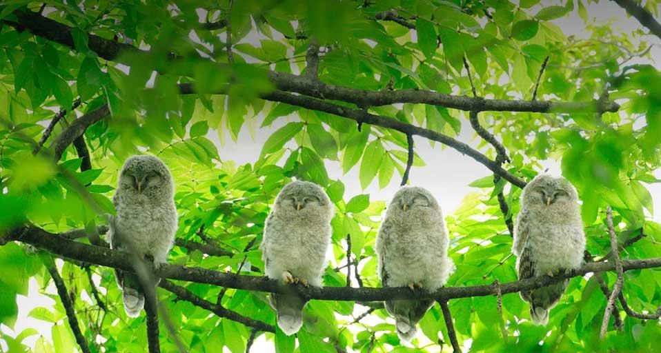 ｢エゾフクロウ｣北海道, 三笠市 (© Yukihiro Fukuda/Aflo/Aflo Foto Agency/Photolibrary) &copy; (Bing Japan)