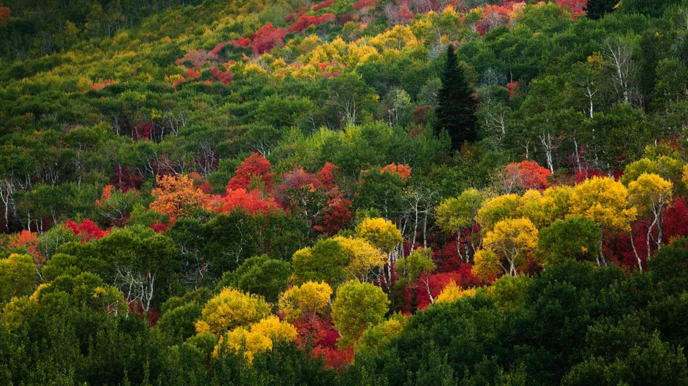 Fall colors on Pinecone Ridge near Park City, Utah (© Patrick Brandenburg/Tandem Stock)(Bing Canada)