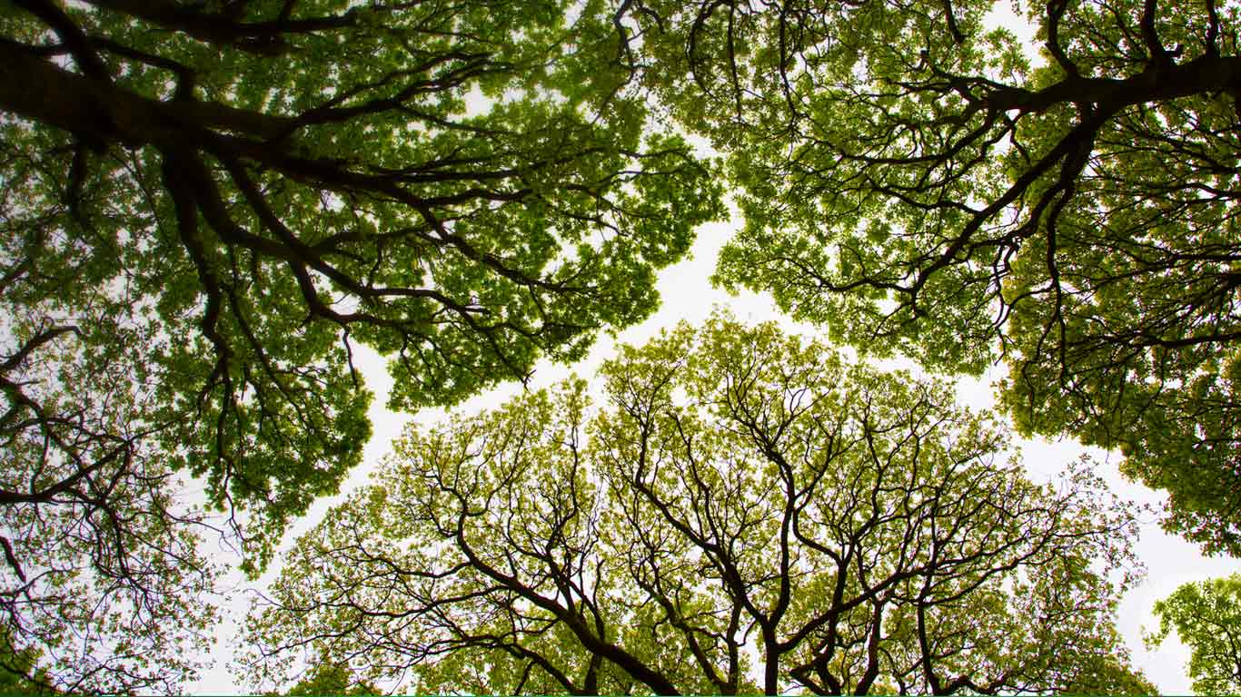 英国，坎布里亚，Roudsea森林里的橡树树冠 (© Chris Mattison/Minden Pictures)(Bing China)