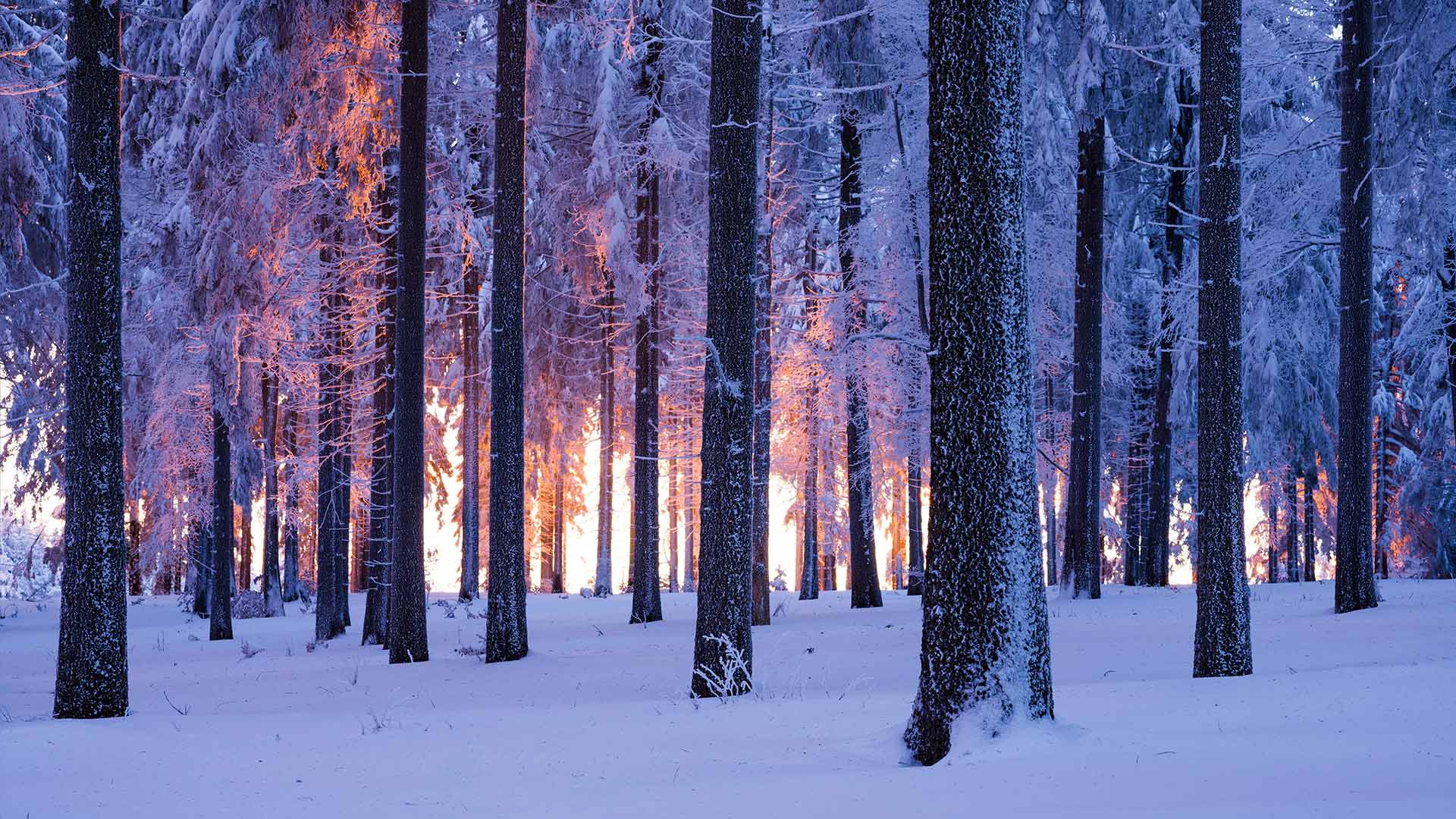 日落时分被雪覆盖的挪威云杉林，德国图林根 (© Frank Sommariva/ImageBROKER/Offset by Shutterstock)(Bing China)