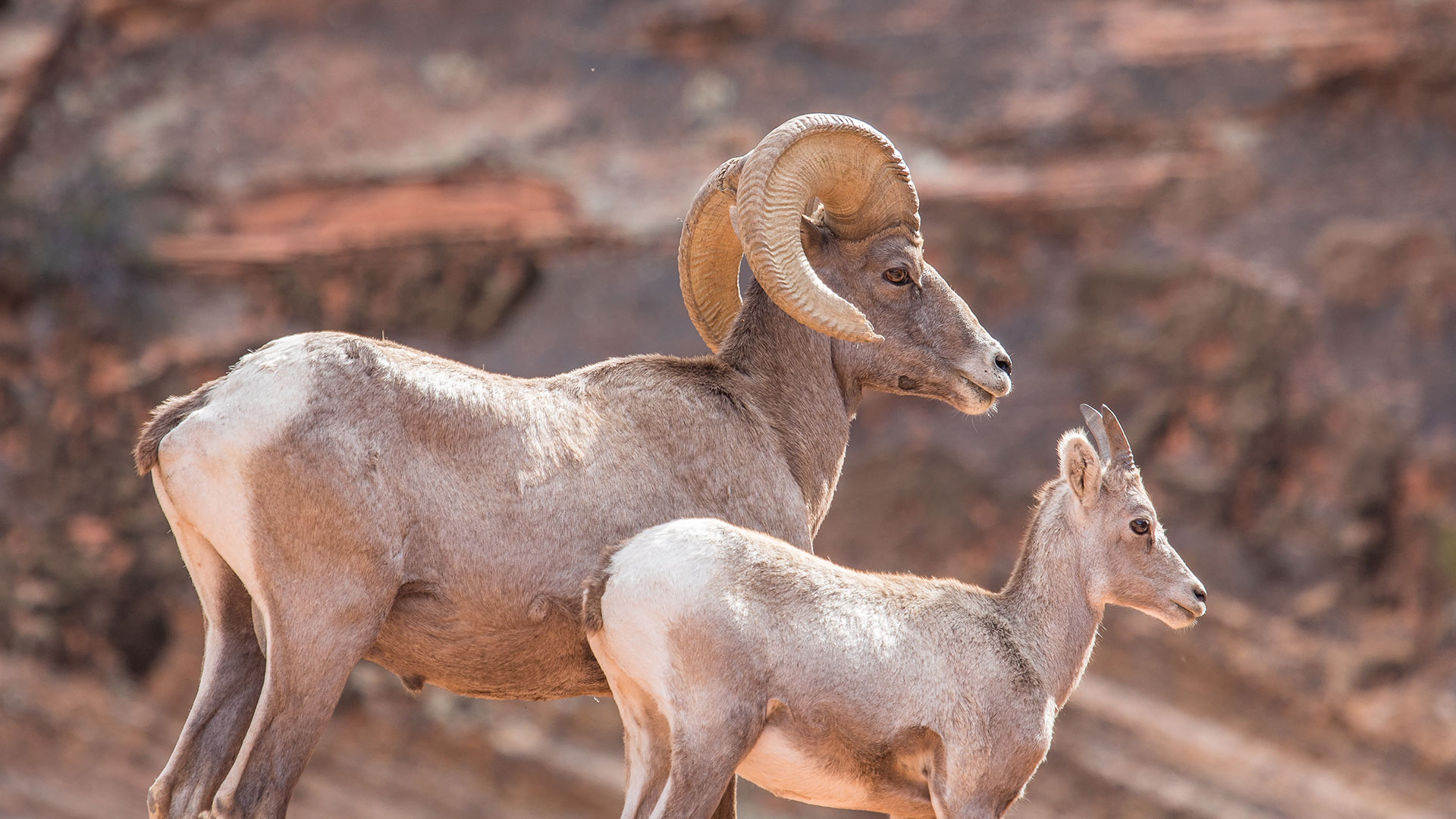 A father and a calf Ibex looking into the distance in Utah (© Erwin Sparreboom/Shutterstock)(Bing Canada)