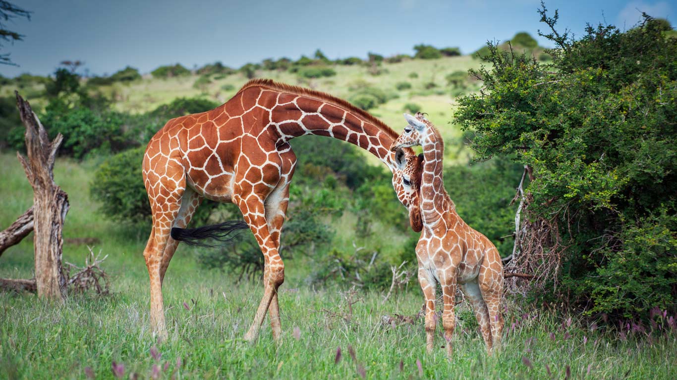 A reticulated giraffe mother nuzzles her calf in Lewa Wildlife Conservancy, Kenya (© Sean Crane/Minden Pictures)(Bing United Kingdom)