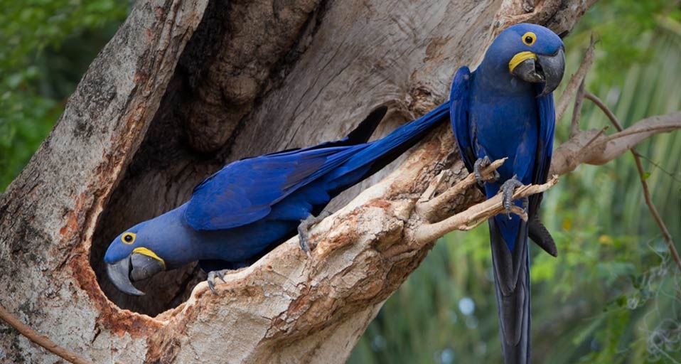 两只紫蓝金刚鹦鹉 (© Roy Toft/Getty Images) &copy; (Bing China)