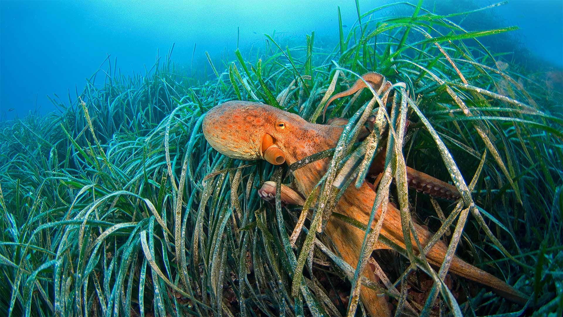 海草中的章鱼，法国利翁湾 (© BIOSPHOTO/Alamy)(Bing China)